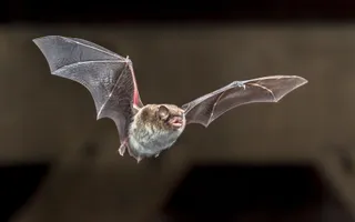 A Daubenton’s bat with short ears, brown fur, and a pale grey underside stretches grey wings in flight.