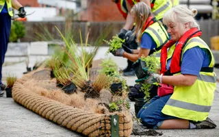 Volunteer planting reed beds