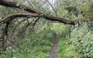 Fallen tree Thurmaston