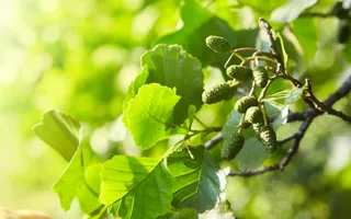 Small green cones growing from an alder tree.