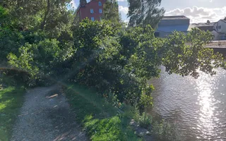 Large tree across the towpath