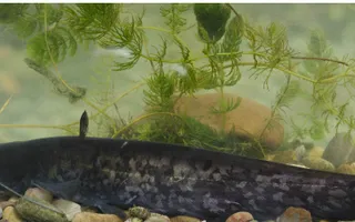 Wels catfish, courtesy of Jack Perks