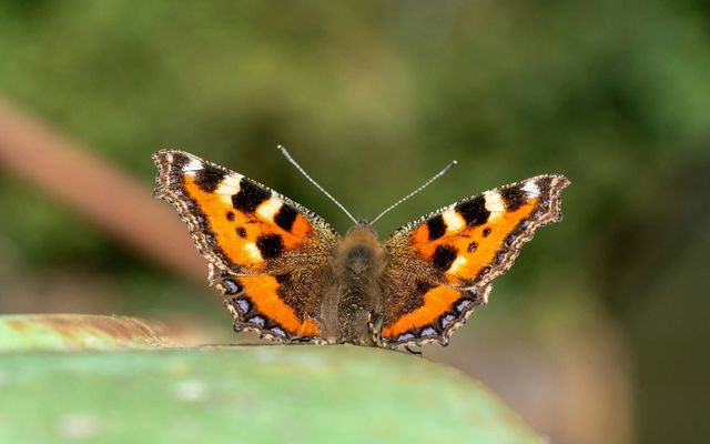 Butterfly guide: how to identify UK butterfly species | Canal & River Trust