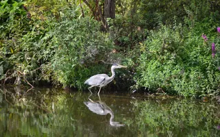 A heron reflected in the water