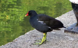 A moorhen with its long legs, large feet, black plumage with a white stripe, and red and yellow bill stands on the towpath.