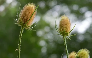 These tall, spiky plants have thorns along their stems.