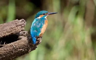 Kingfisher perches on the end of a log