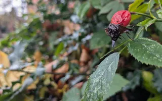 A bright red berry amid green leaves with serrated edges.