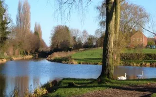 Swans on the water at Shrewsbury & Newport canal basin