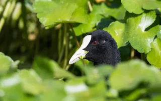A coot surrounded by floating pennywort