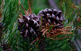 Pine cones nestled amid the needles of an evergreen fir.