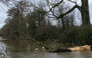 Fallen tree south of Bridge 66, Betton Wood Bridge