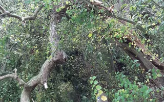 Fallen bough, bridge 63