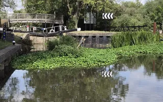 Vegetation blocking Pillings Lock 52