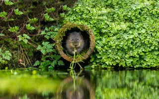 A water vole sits in the opening of a round pipe that hangs over the water. The water vole is reflected in the water.