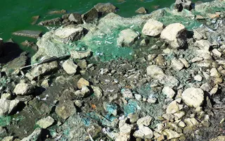 Blue green algae