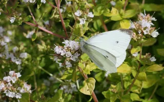 A butterfly with white wings, grey tips, and a black-grey spot on each wing perches on white flowers