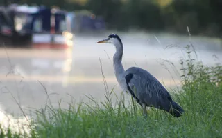 A heron stands tall in long grass on the canal bank.