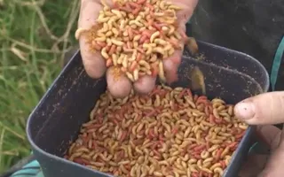 Large maggots