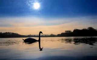 Swan swimming during sunset