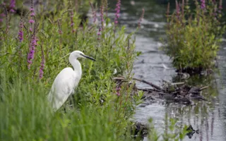 A little egret with its distinguished plumage and black beak stands guard among wildflowers on a river bank.