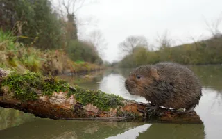 A water vole with brown fur stands on a log in the canal.