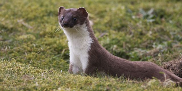 Stoat | waterway wildlife