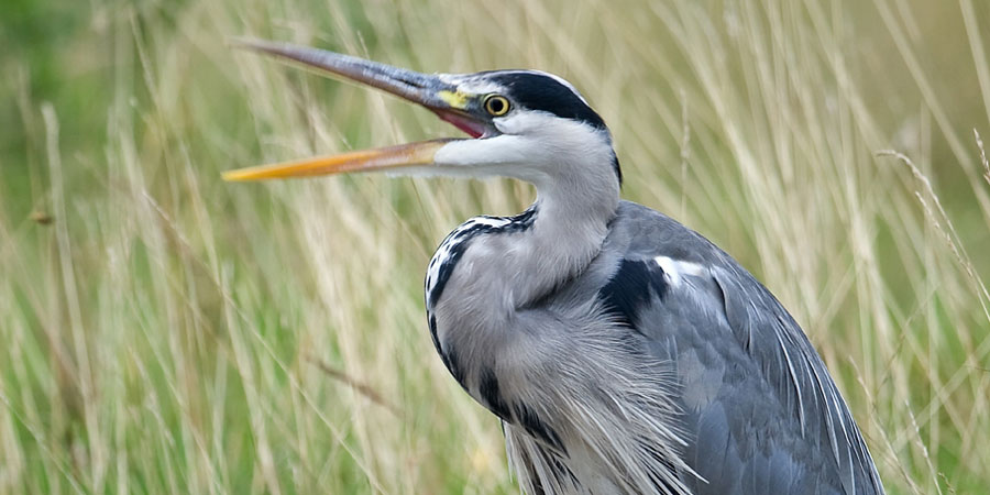 Heron stood with mouth open