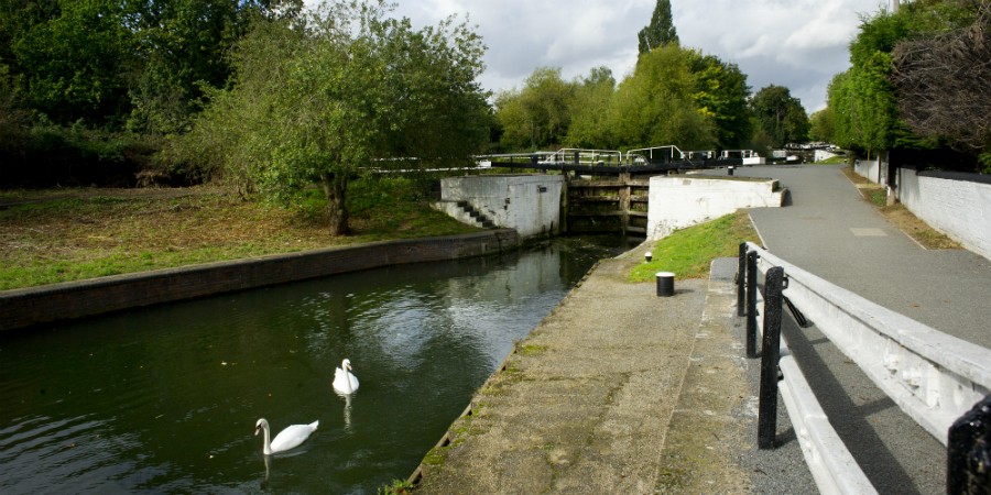 Swans at Hanwell Locks