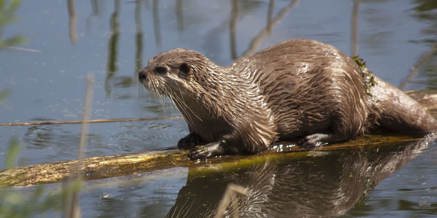 Otter | waterway wildlife | Canal & River Trust