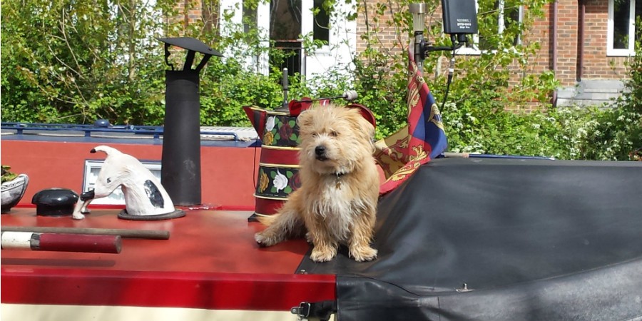 Dog on a boat Aldermaston