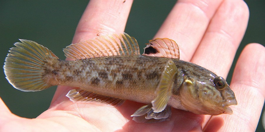 Round Goby A Potential Uk Arrival Angling Blogs Canal River Trust