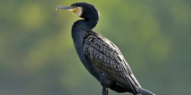 cormorant cormorants wildlife