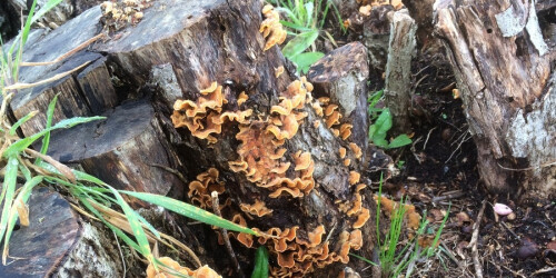 Fungi growing on stumpery