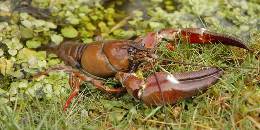 American Signal Crayfish coming out of water onto grass