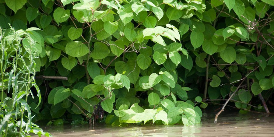Close up of Japanese knotweed growing out of water