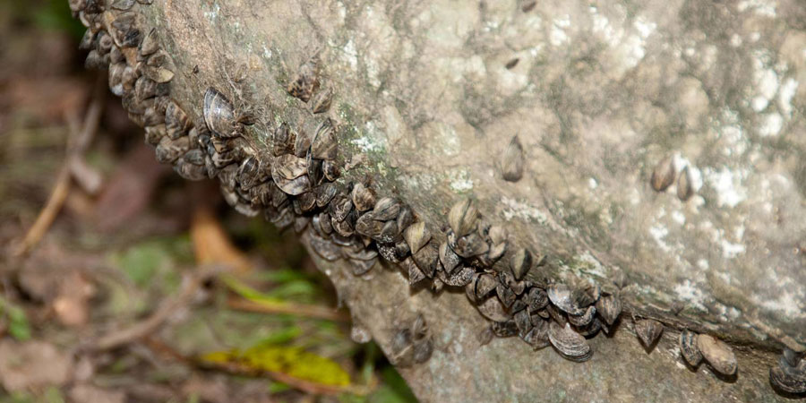 Zebra mussels in line on rock