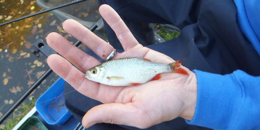 Fish caught on the Daw End Branch Canal