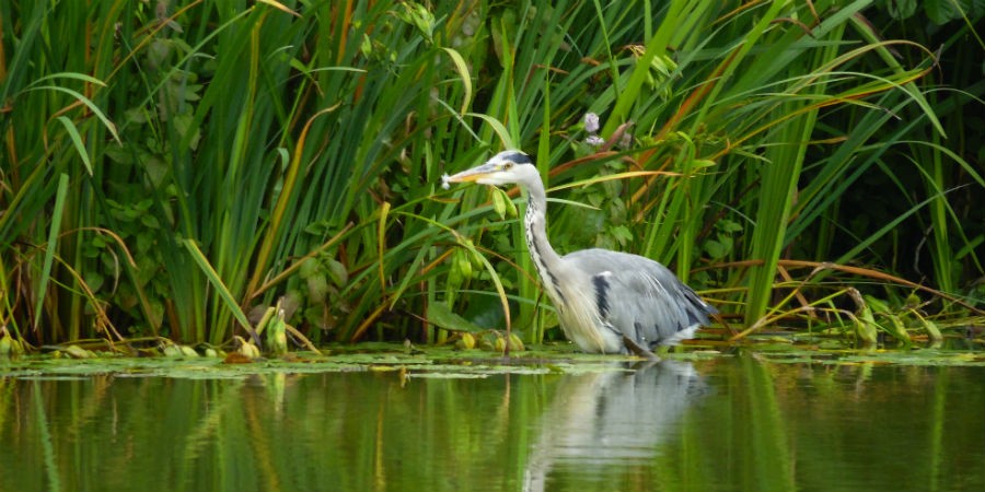 Grey Heron by the canal