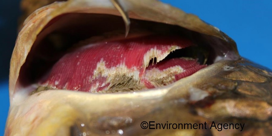 Diseased gills in a carp with KHV