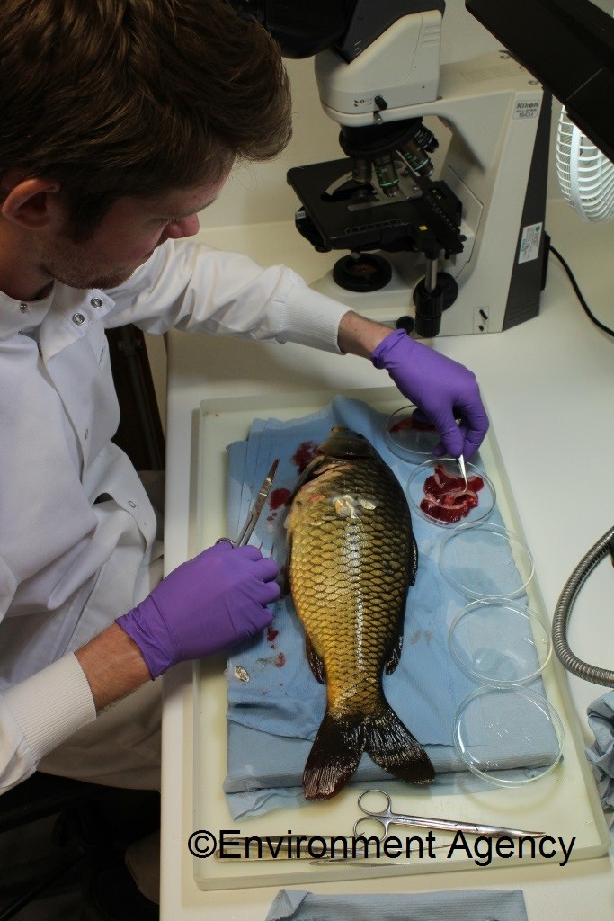 Testing carp in a laboratory for signs of KHV
