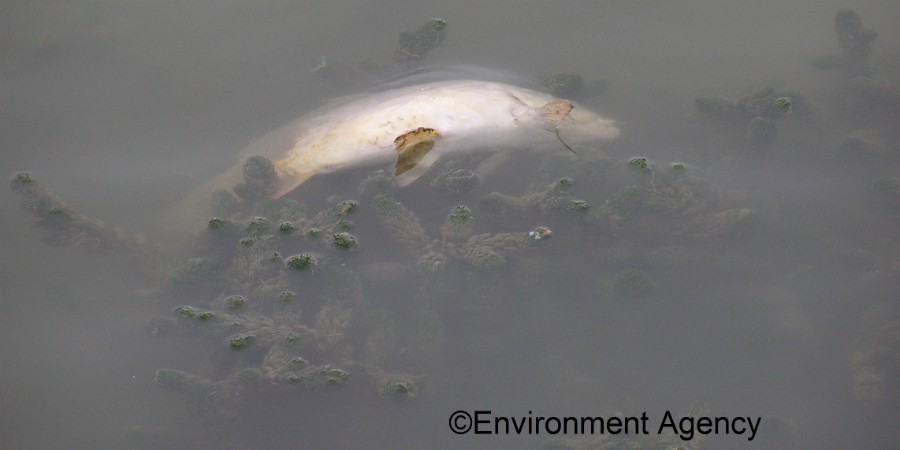 A dead carp in a canal with suspected KHV