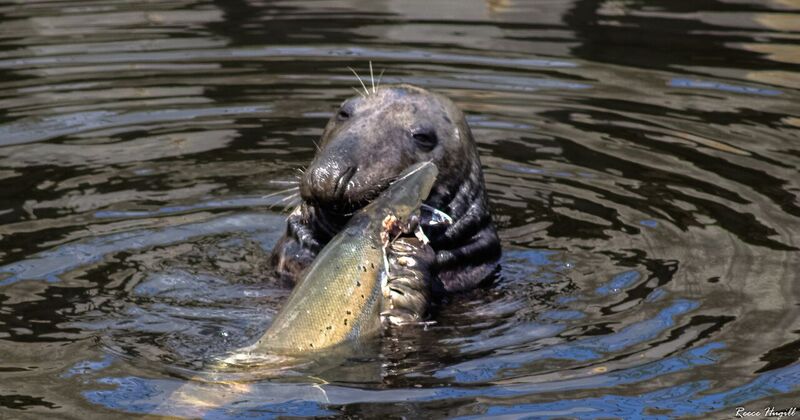 Seal with a fish