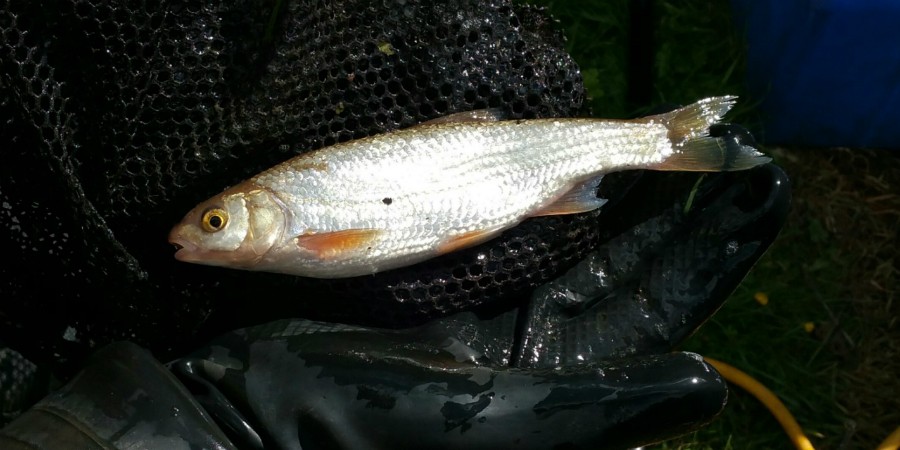 A dace in the hand