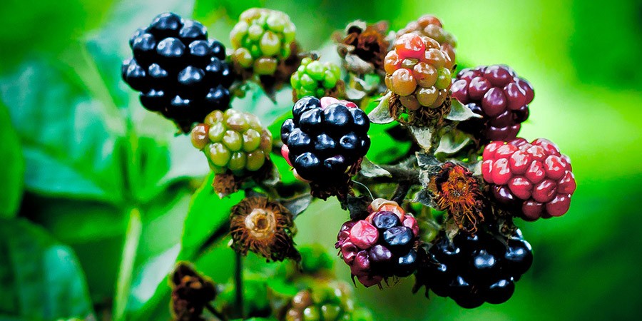Blackberries courtesy of Phil Long on flickr