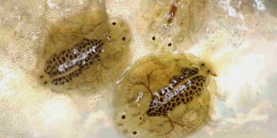 Argulus parasites