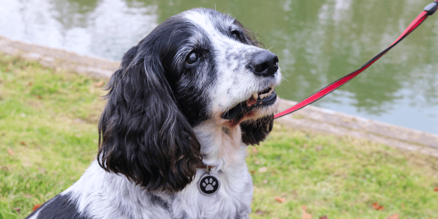 Millie the dog, by the Kennet & Avon Canal