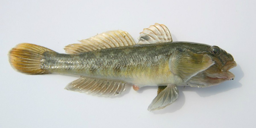 A round goby caught in Holland