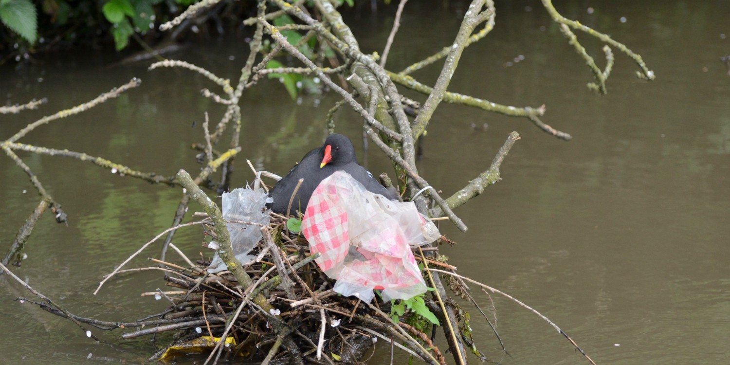 Moorhen nesting in plastic litter, credit Mark C Baker