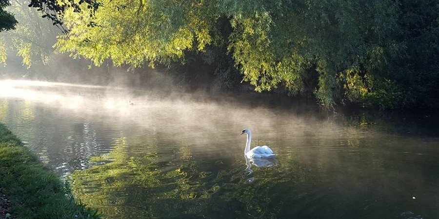 Swan on misty canal